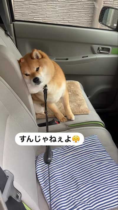降車拒否をする柴犬