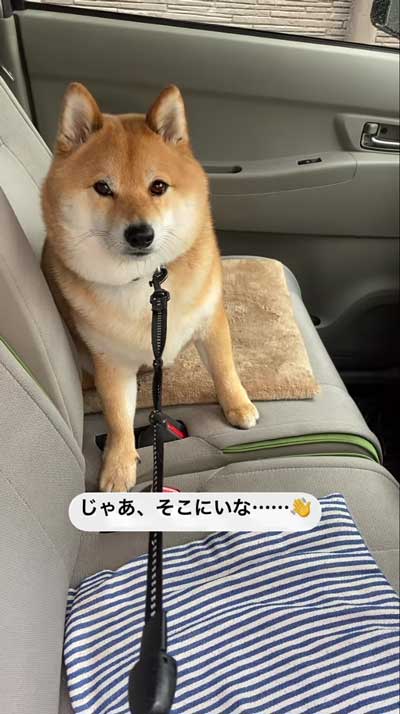 降車拒否をする柴犬