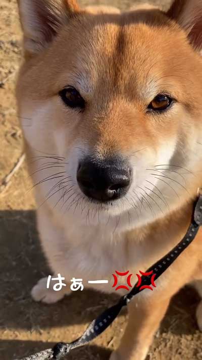 降車拒否をする柴犬