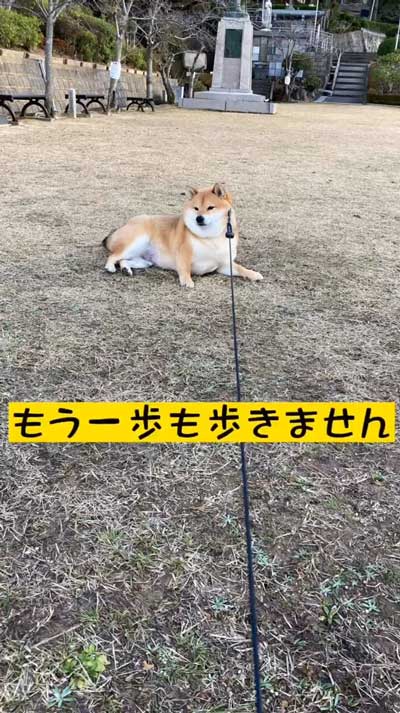降車拒否をする柴犬