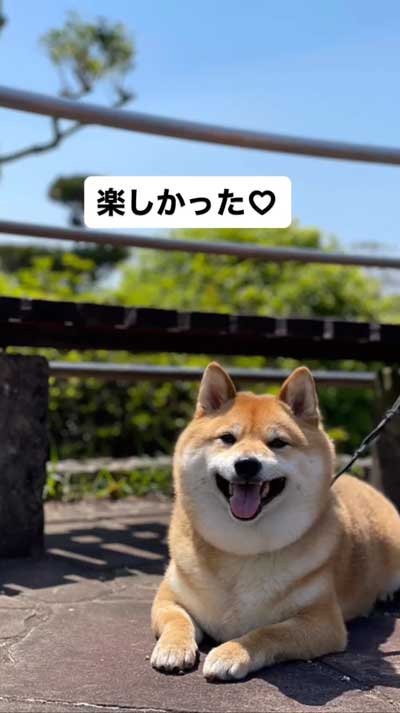 降車拒否をする柴犬