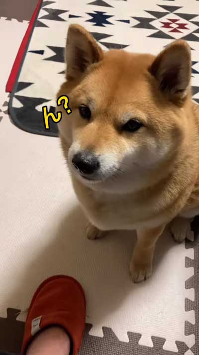 降車拒否をする柴犬