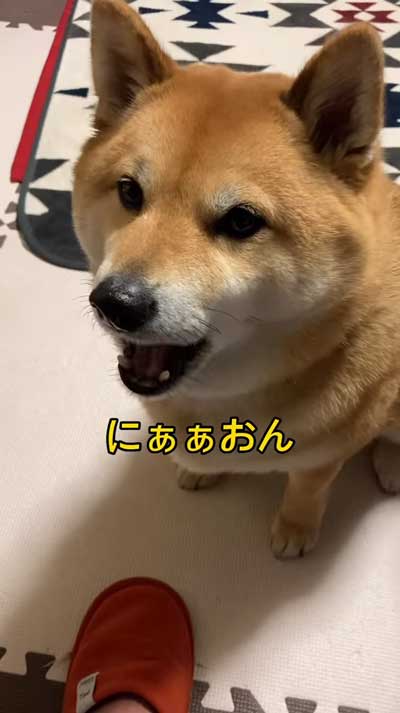 降車拒否をする柴犬