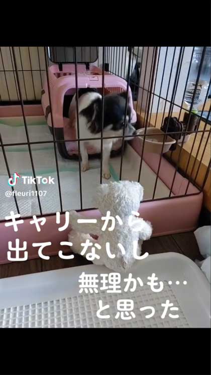保護犬チワワ ビフォーアフター