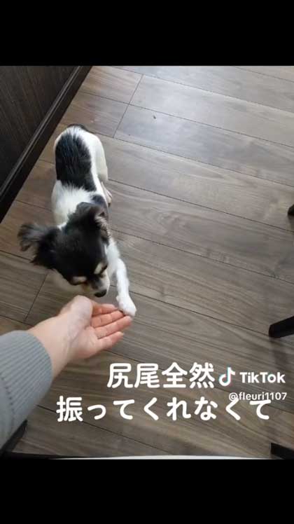 引き取って半年チワワ ビフォーアフター