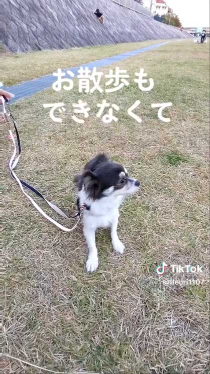 保護犬チワワ散歩できない