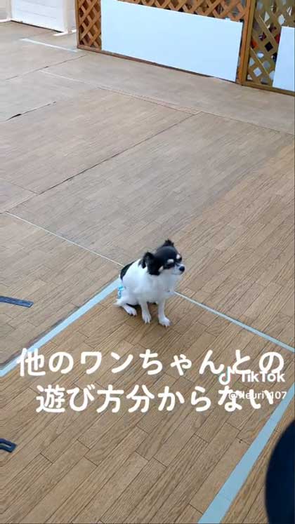 遊び方分からないチワワ