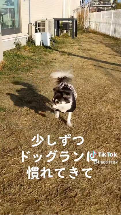 保護チワワ ビフォーアフター