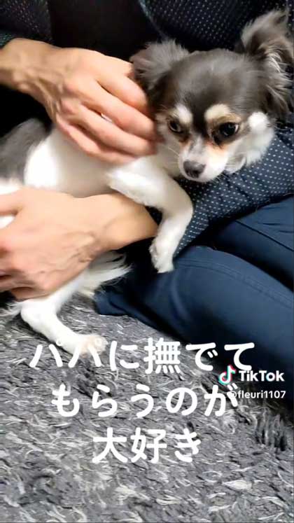 なでられるチワワ