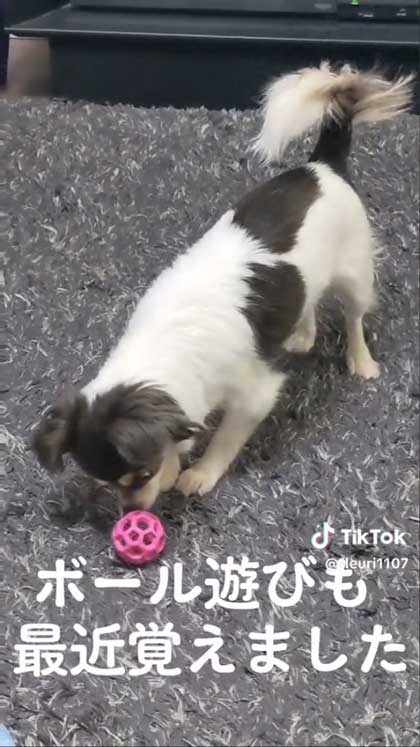 ボール遊びチワワ