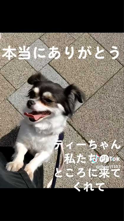 穏やかなチワワ