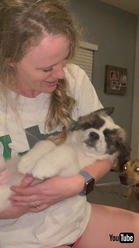 運ばれても起きない子犬