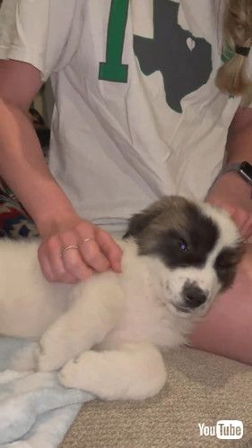 いびきをかく子犬