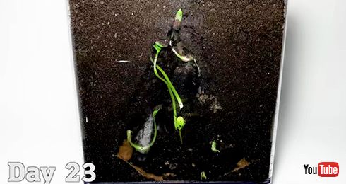 スイカ タイムラプス 自然