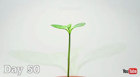 スイカ タイムラプス 自然