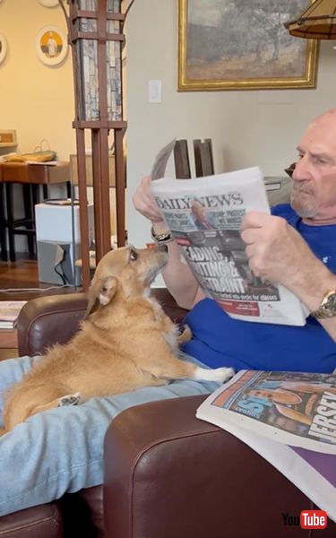 新聞を払いのけるワンコ