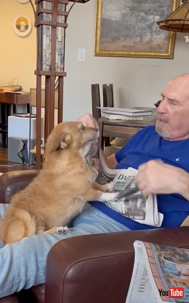 前足を伸ばすワンコ