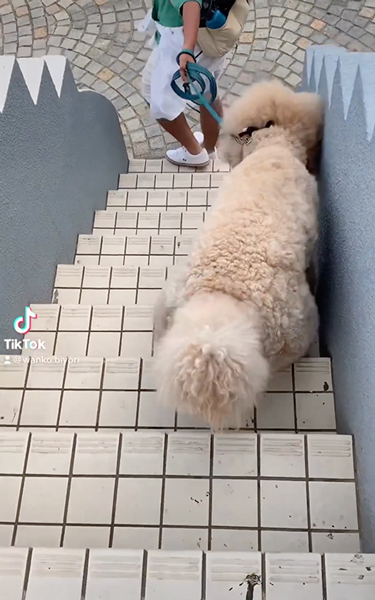 苦手な階段に挑戦するワンコ