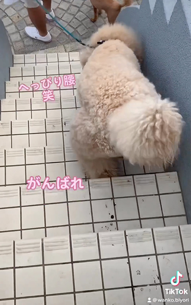 苦手な階段に挑戦するワンコ