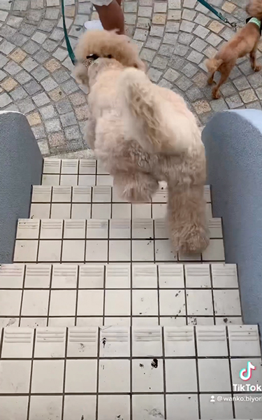 苦手な階段に挑戦するワンコ