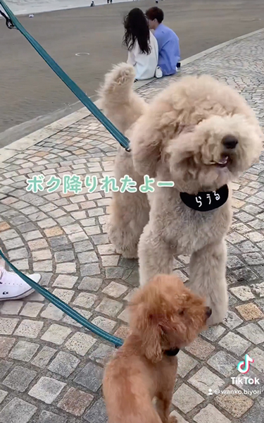 苦手な階段に挑戦するワンコ