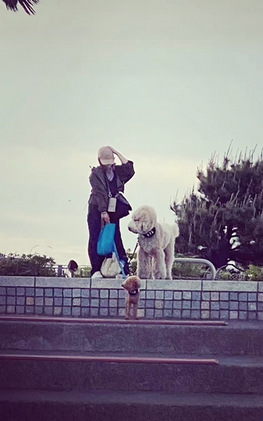 苦手な階段に挑戦するワンコ