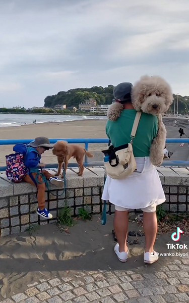 苦手な階段に挑戦するワンコ