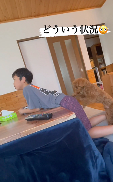 息子と遊びたい犬