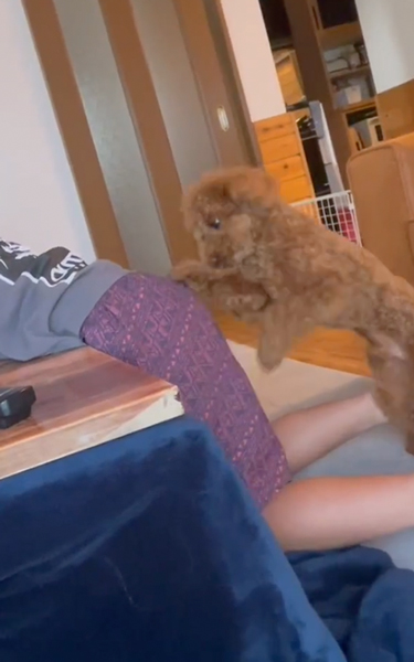 息子のお尻をホリホリするワンコ