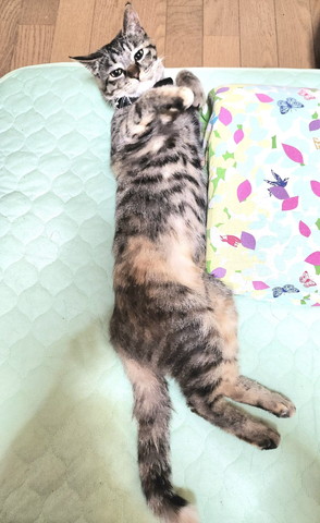 布団で伸びてる猫