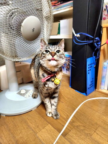 扇風機と猫