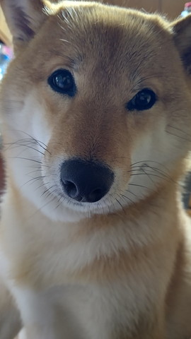 ワンコのドアップ