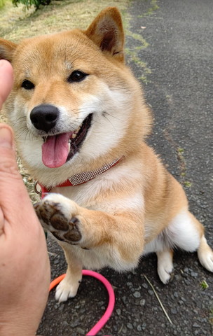 ハイタッチするワンコ