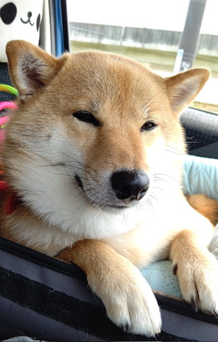 車でうとうとしてるワンコ