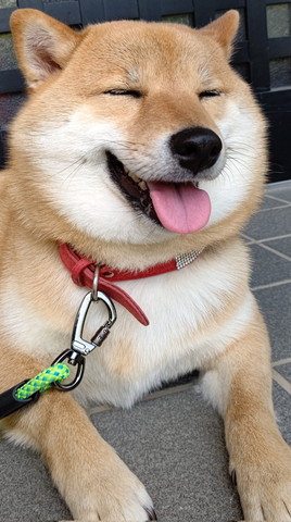 玄関で笑顔のワンコ