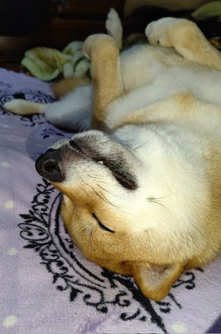 寝てるワンコ
