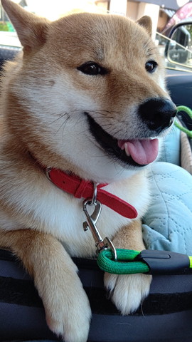 アップのワンコ