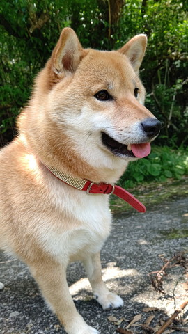 屋外にいるワンコ斜め横顔