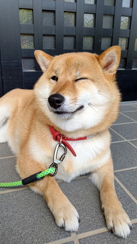 ウインクしてるワンコ