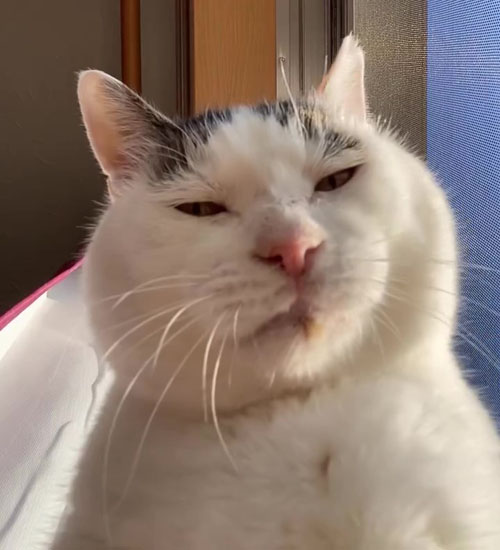 カメラチェックするポッコくん