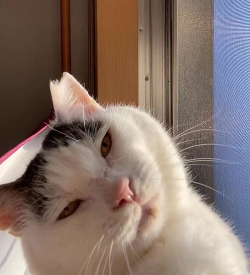 首をかしげるポッコくん