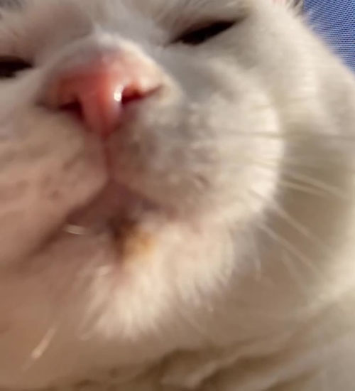 アップになるポッコくん