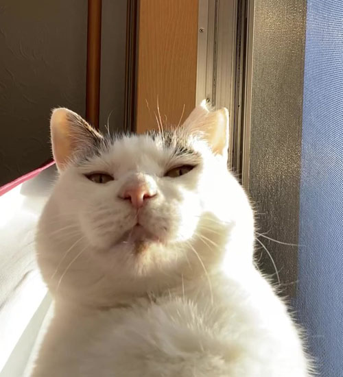 真顔のポッコくん