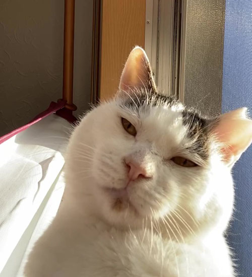 首をまたかしげるポッコくん