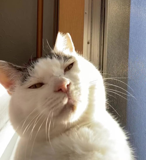 連続で首をかたむけるポッコくん