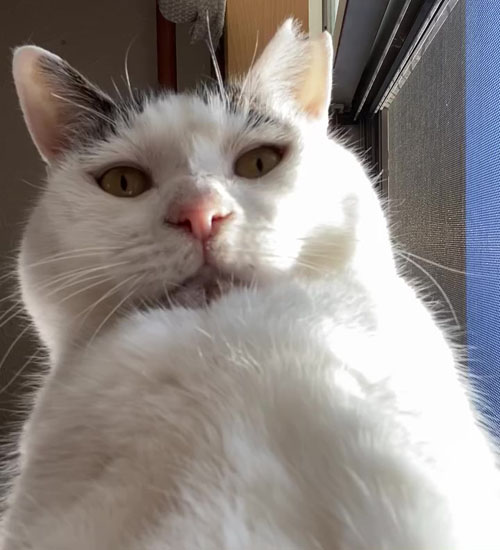 ドヤ顔のポッコくん