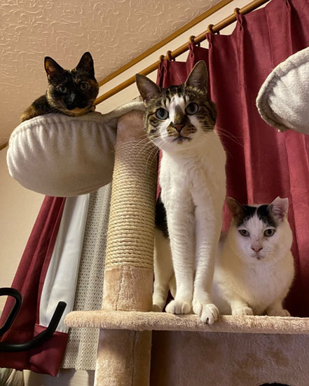 見つめる3ニャン