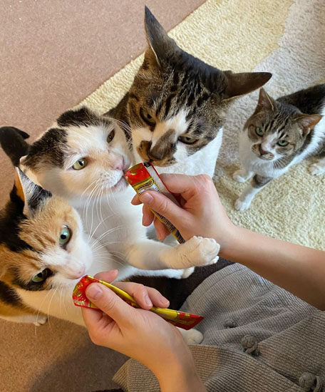 ぺろぺろタイムな猫たち