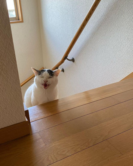 飼い主さんを呼ぶポッコくん