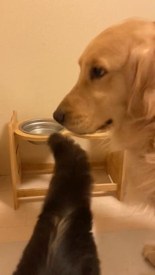 猫を見送る犬